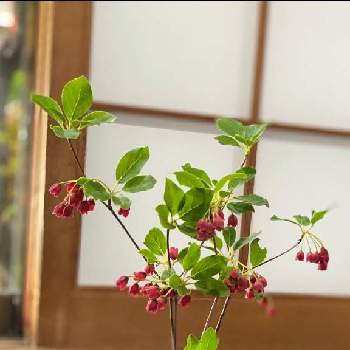 ドウダンツツジ属の投稿画像一覧 Greensnap グリーンスナップ