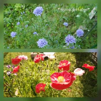 ギリアの画像 by りっか *ricca*さん | 小さな庭とギリアとシャーレーポピーと花のある暮らしと種まきっこ