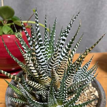 ハオルチア 十二の巻の投稿画像一覧 Greensnap グリーンスナップ