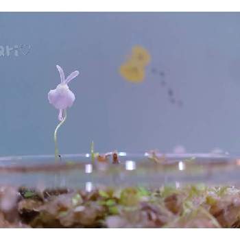 ウサギゴケの投稿画像一覧 Greensnap グリーンスナップ