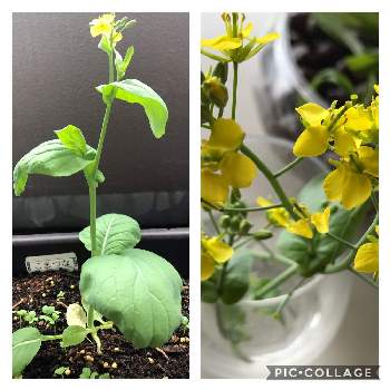 小松菜の花の投稿画像一覧 Greensnap グリーンスナップ