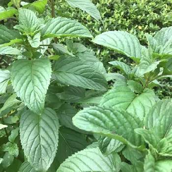 オーデコロンミント の投稿画像一覧 Greensnap グリーンスナップ