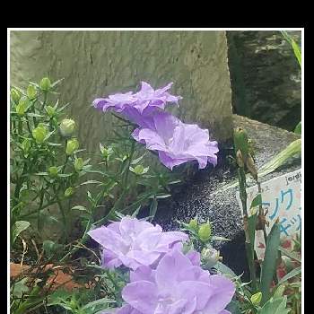 カンパニュラ八重の投稿画像一覧 Greensnap グリーンスナップ