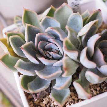 ジャシリーの投稿画像一覧 Greensnap グリーンスナップ