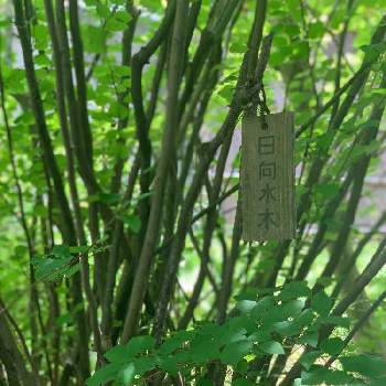 ヒュウガミズキ 日向水木 の投稿画像一覧 Greensnap グリーンスナップ