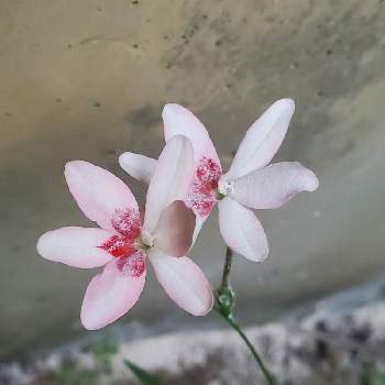 ヒメオウギの投稿画像一覧 Greensnap グリーンスナップ