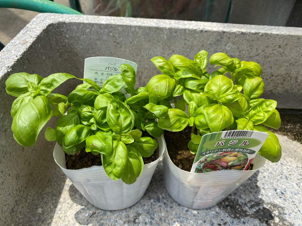 バジルを始めたよ 失敗しちゃったよ Greensnap グリーンスナップ