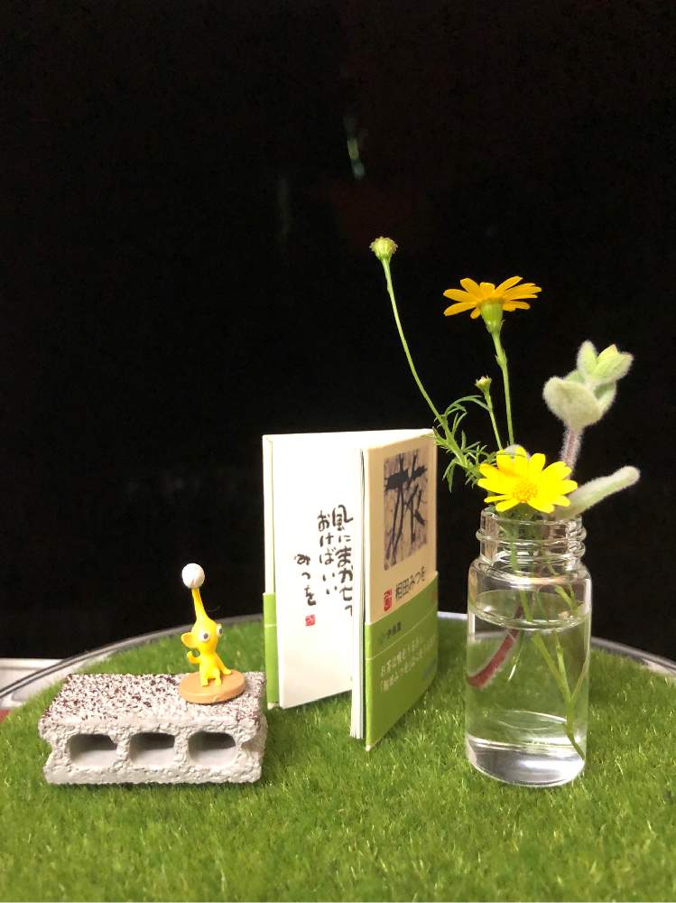 カラーリーフの投稿画像 By まちゃまつさん 黄色お花とはなのある暮らしとダールベルグ デージーと緑のある暮らしとハーブと夜の窓辺とピクミンといやし 21月6月13日 Greensnap グリーンスナップ