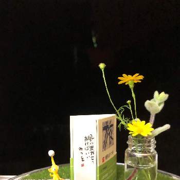 ピクミンの投稿画像一覧 Greensnap グリーンスナップ