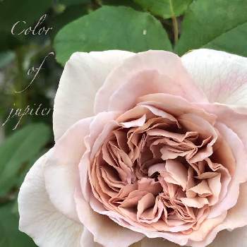 カラーオブジュピターの画像 by nyacoさん | nyaco's rose 2021春♡とバラと宿根草とばら バラ 薔薇と薔薇愛同盟と庭の花と薔薇に魅せられてとバラのある暮らしとつるバラとバラと夢CLUBと畑をイングリッシュガーデンに❣️と2021 GSでバラ園とバラが好きとnyaco's 2nd garden rose✼¨*と薔薇♪とカラーオブジュピターとnyacoの第２ガーデンという名の畑