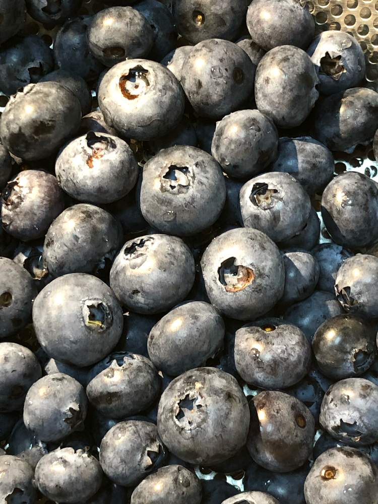 ブルーベリー サザンハイブッシュ系の投稿画像 By ミモザ さん おうちde菜園 21月6月13日 Greensnap グリーンスナップ