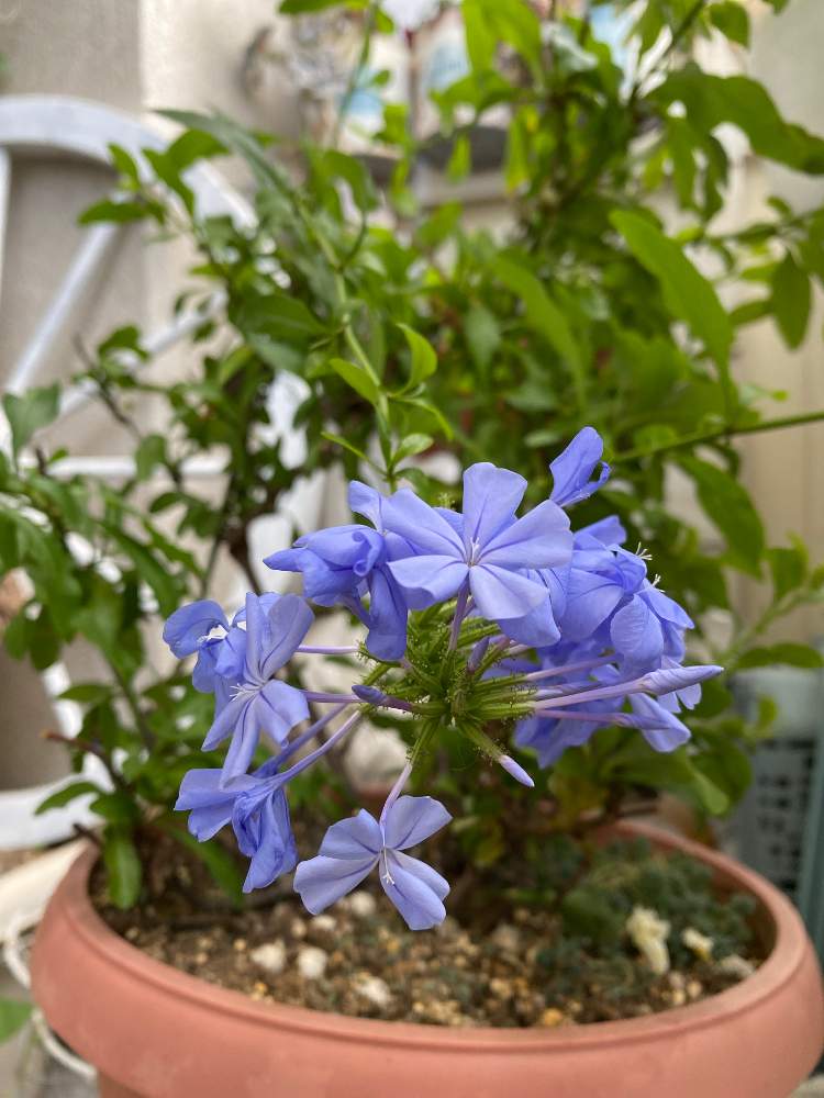 ベランダの花の投稿画像 By ここにゃんたさん もう夏だよねとたまにはお花と毎年咲く花とバルコニー ベランダとルリマツリ とベランダの花ともう夏 だよねとたまにはお花と毎年咲く花とルリマツリ 21月6月13日 Greensnap グリーンスナップ Greensnap