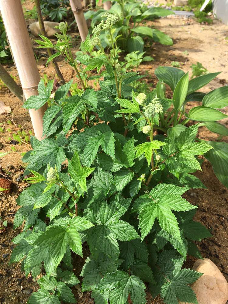 キョウガノコの投稿画像 By やまぶきさん 小さな庭と庭の宿根草と下草と雑木の庭と庭の宿根草と下草と雑木の庭 21月6月13日 Greensnap グリーンスナップ Greensnap グリーンスナップ