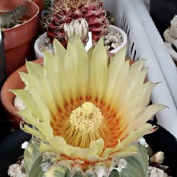 夏の季語の投稿画像一覧 Greensnap グリーンスナップ