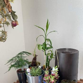 ミリオンバンブーの投稿画像一覧 Greensnap グリーンスナップ