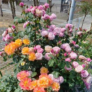 スヴニール・ドゥ・アンネフランク（アンネのバラ）の画像 by グリーンバムさん | 小さな庭とシャンテ ロゼ ミサトとおうち園芸と花のある暮らしとスヴニール・ドゥ・アンネフランク（アンネのバラ）と薔薇大好き