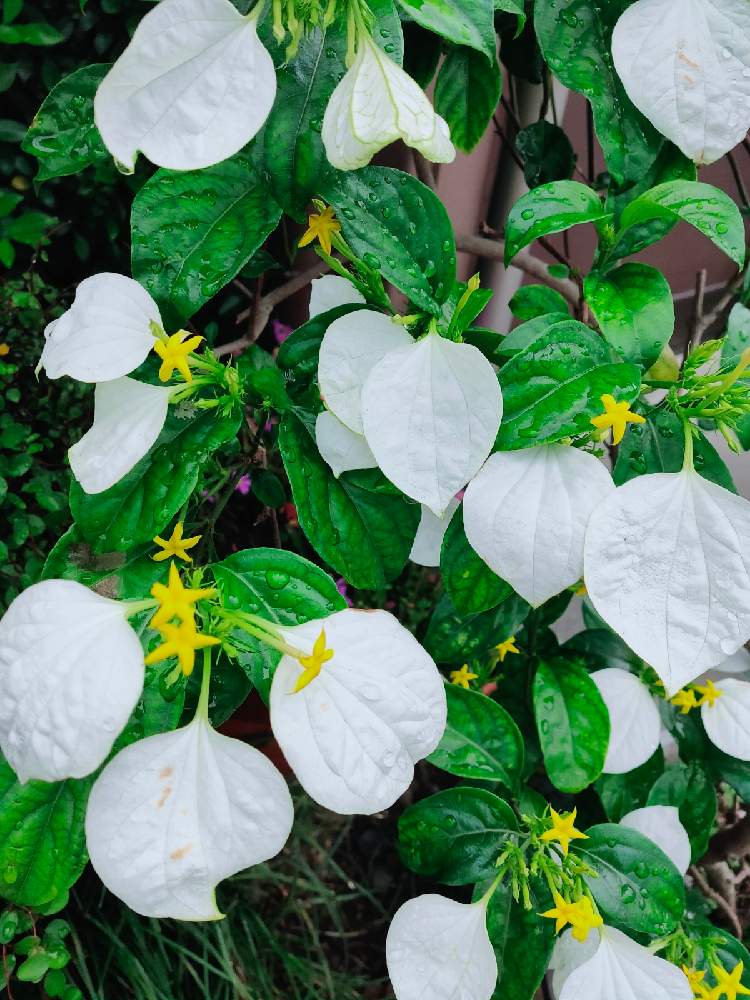 コンロンカの投稿画像 By Oreoさん アップ写真と散歩道と白い花と熱帯植物とさわやかと珍しい花 21月6月13日 Greensnap グリーンスナップ