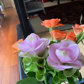 ピンクの可愛い花の投稿画像一覧 Greensnap グリーンスナップ