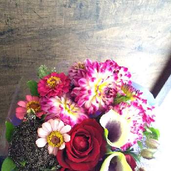今日の花束の画像 by 花職人工房さん | 窓辺とカラーとジニアとダリアとバラと切り花とフラワーギフトと今日の切り花と今日の花束