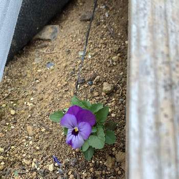 春の花壇の投稿画像一覧 Greensnap グリーンスナップ