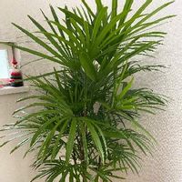 シュロチクの育て方 水やりや植え替え 剪定の方法は Greensnap グリーンスナップ