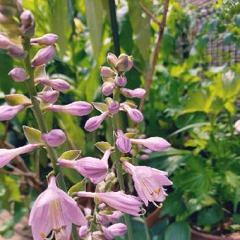 ギボウシ（ホスタ）の花の画像 by りぼんさん | 小さな庭とギボウシ（ホスタ）の花と可愛いはなとおうち園芸と花のある暮らしと紫の花と素敵なガーデン