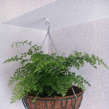 アジアンタム フラグランスの投稿画像一覧 Greensnap グリーンスナップ