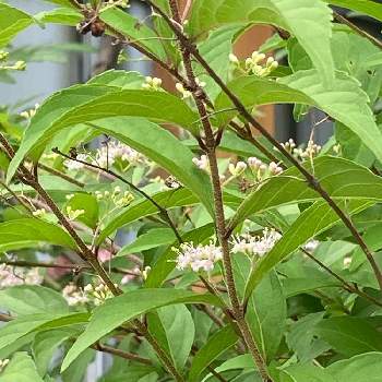 小紫の投稿画像一覧 Greensnap グリーンスナップ