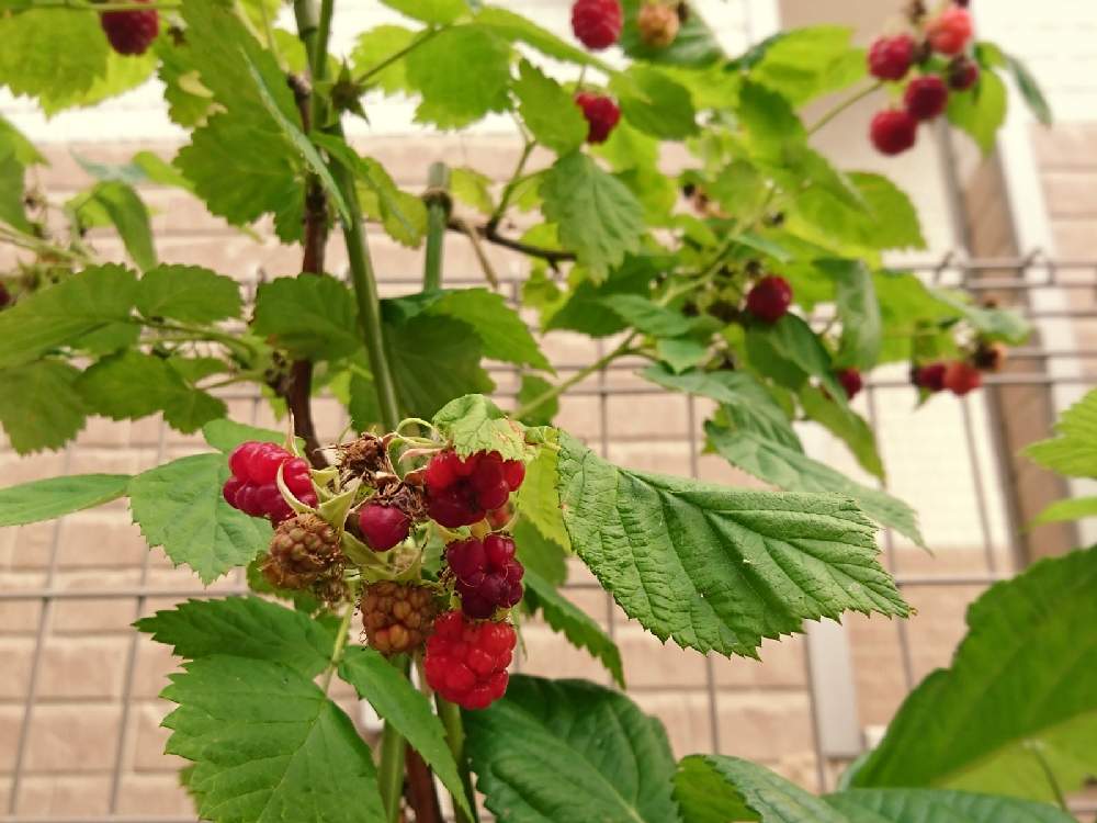 ラズベリーの投稿画像 By あざみ さん 木苺とおうち園芸とチーム岐阜 21月6月13日 Greensnap グリーンスナップ