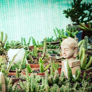 stapeliaの画像 by kcactus1994さん | 小さな庭とEchidnopsisとstapeliaとサボテン☆とガガイモ科