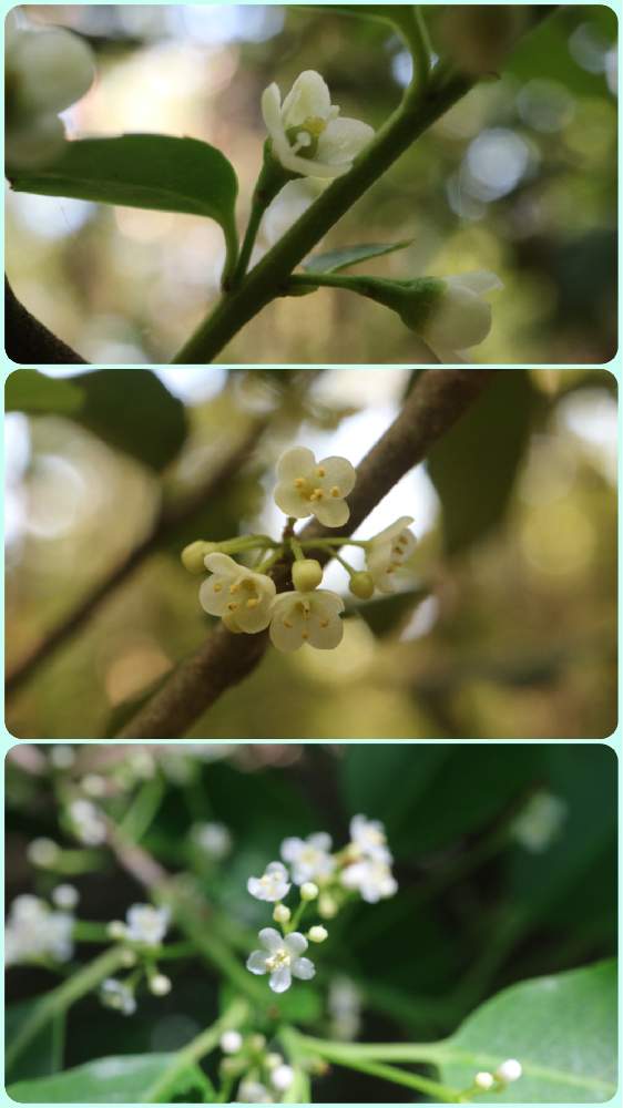 ソヨゴの投稿画像 By K Kantaroさん イヌツゲとハイイヌツゲと里山徘徊と山野草とお山歩と花のある暮らしと里山 21月6月13日 Greensnap グリーンスナップ