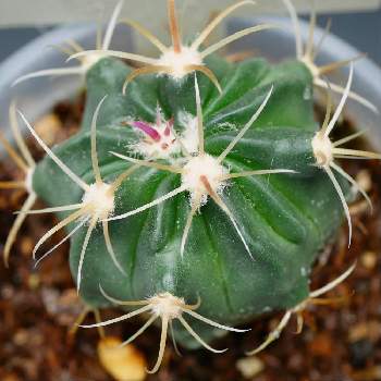 フェロカクタスの投稿画像一覧 Greensnap グリーンスナップ