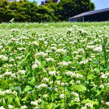 蕎麦の花の投稿画像一覧 Greensnap グリーンスナップ