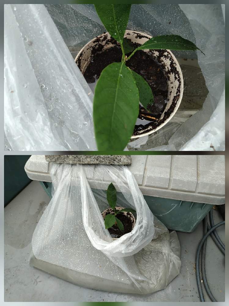 観葉植物の投稿画像 By ますさん アボカド栽培とバルコニー ベランダとコバエ対策と観葉植物とアボカド栽培とコバエ対策 21月6月13日 Greensnap グリーンスナップ Greensnap グリーンスナップ