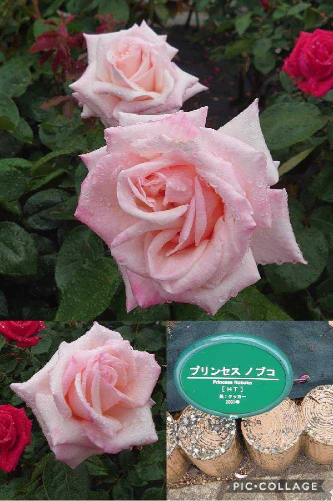 21年春の生田緑地ばら苑 Greensnap グリーンスナップ