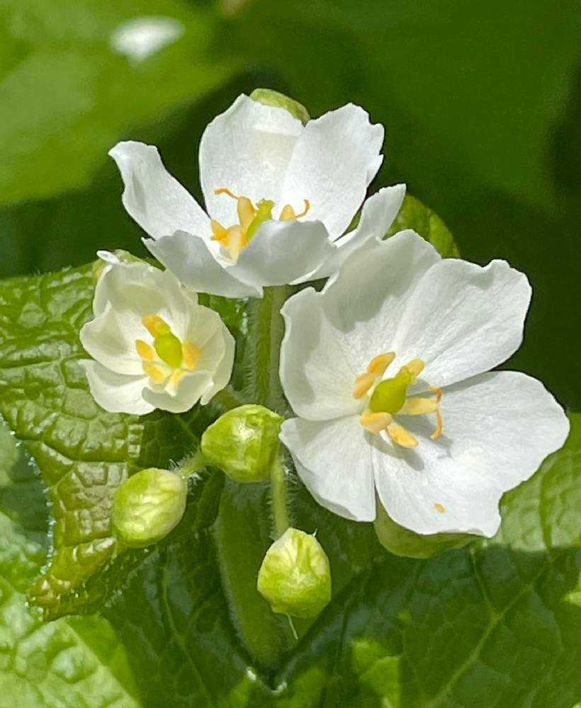 サンカヨウに会いに行く 岩手山 網張コースの巻 Greensnap グリーンスナップ