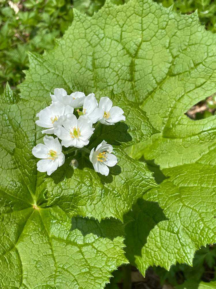 山野草　サンカヨウ大株　クマガイソウ　 しらねあおい白 山野草 サンカヨウ大株 クマガイソウ しらねあおい白