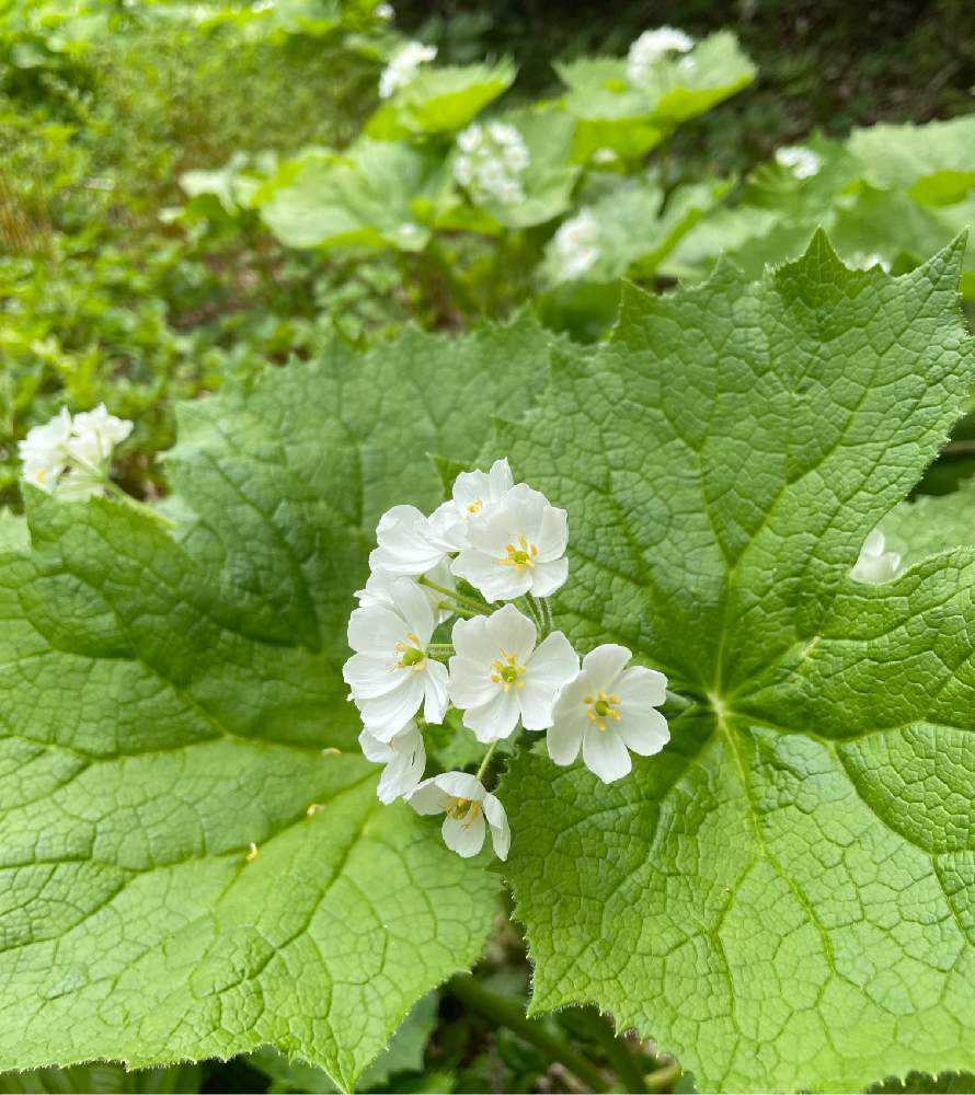サンカヨウに会いに行く 岩手山 網張コースの巻 Greensnap グリーンスナップ