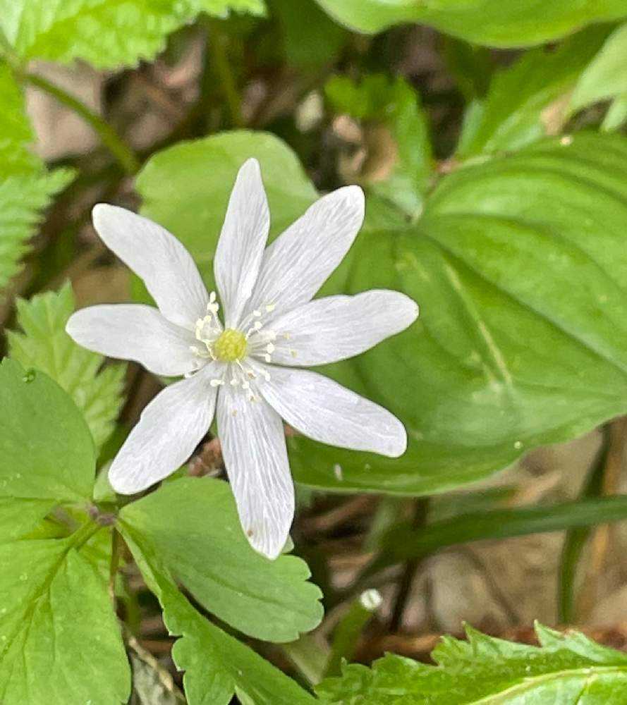 サンカヨウに会いに行く 岩手山 網張コースの巻 Greensnap グリーンスナップ