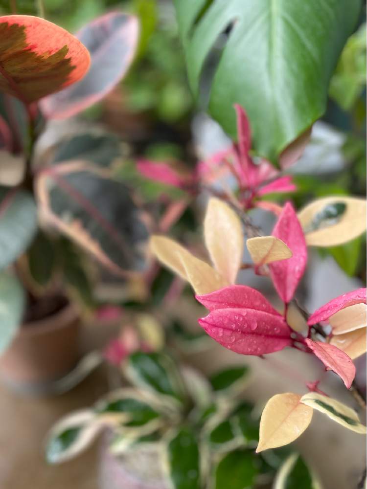 ホヤ カルノーサの投稿画像 By えだまめさん モンステラとゴムの木とフィカス ティネケとホヤ サクラランとホヤカルノーサ リップカラーとカラーリーフとレア植物と観葉植物と植物のある暮らしとベランダガーデニングとピンクの葉とおうち園芸と植中毒と仕立て方と