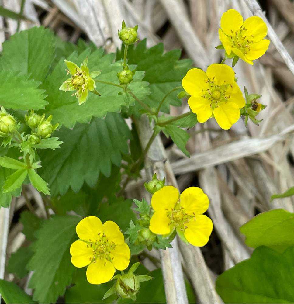 サンカヨウに会いに行く 岩手山 網張コースの巻 Greensnap グリーンスナップ