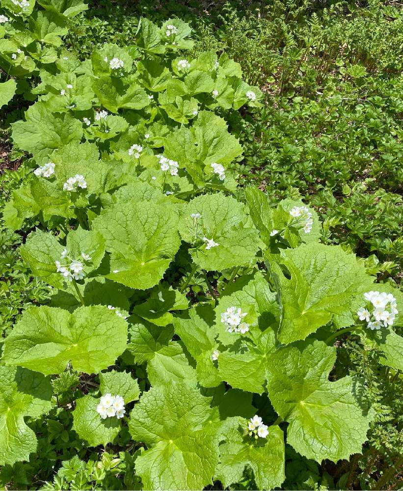 サンカヨウに会いに行く 岩手山 網張コースの巻 Greensnap グリーンスナップ