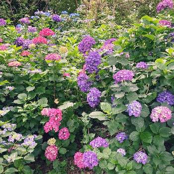 長崎鼻の投稿画像一覧 Greensnap グリーンスナップ