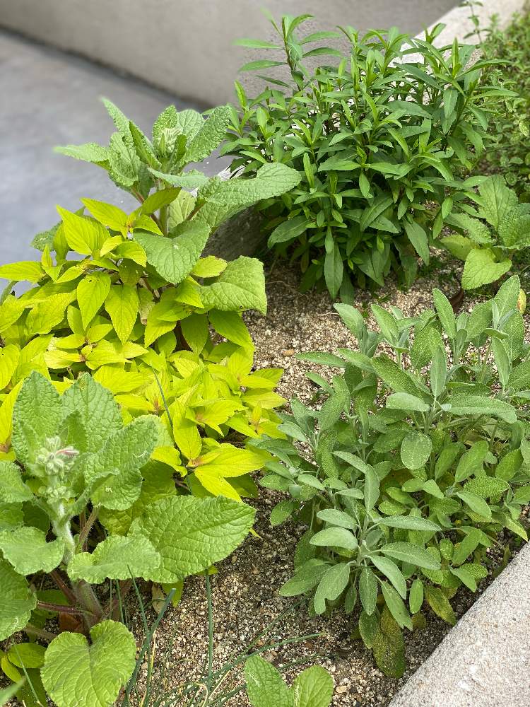 セージの投稿画像 By Gdnaさん ボリジとレモンマリーゴールドとサルビア ゴールデンデリシャスとハーブと花壇 21月6月13日 Greensnap グリーンスナップ