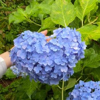 ハート紫陽花の投稿画像一覧 Greensnap グリーンスナップ