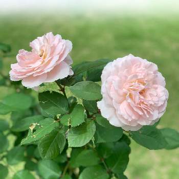 素敵なピンクの画像 by アイスバーグさん | メルヘンツァウバーとばら バラ 薔薇とピンクの花とありがとう♡とかわいい♡ときれいと薔薇のある暮らし♡と素敵な贈り物☆と#ガーデニングと嬉しい♡と小さな幸せ♡と素敵な出会いに感謝と素敵なピンクと花のある暮らしとメルヘンツァウバ