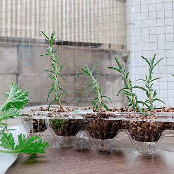 ローズゼラニウムの投稿画像 By まきさん ローズマリーと挿し木と窓辺とハーブと挿し木とハーブ 21月6月13日 Greensnap グリーンスナップ Greensnap グリーンスナップ