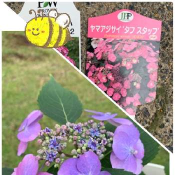 ヤマアジサイ Proven Winners Pw ガーデニング 園芸 花苗 低木 多肉植物 花 植物