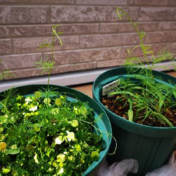 アブラムシ対策の投稿画像一覧 Greensnap グリーンスナップ アブラムシ対策の投稿画像一覧 Greensnap グリーンスナップ