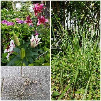 でかい！の画像 by おねむさん | でかい！とカナヘビとタカノハススキ♪と何かのユリ♪と母の庭
